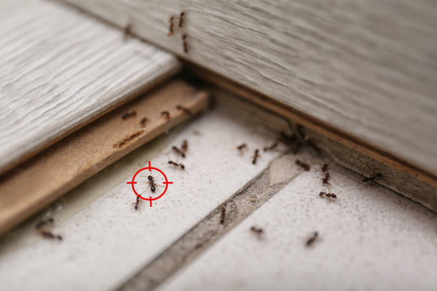 Best Commercial Pest Control Services  in Jamestown, CA