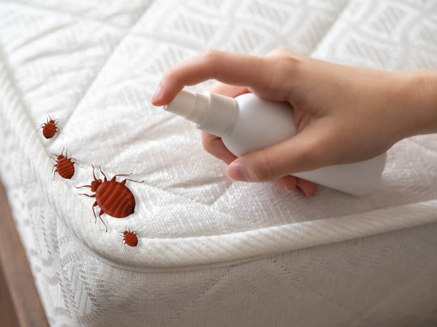 Best Emergency Pest Control  in Jamestown, CA