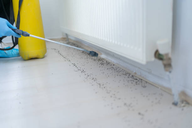Best Local Pest Control Services  in Jamestown, CA